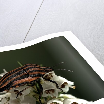 Graphosoma lineatum (striped shield bug ) by Anonymous