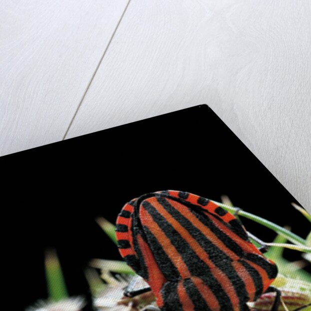 Graphosoma lineatum (striped shield bug ) by Anonymous