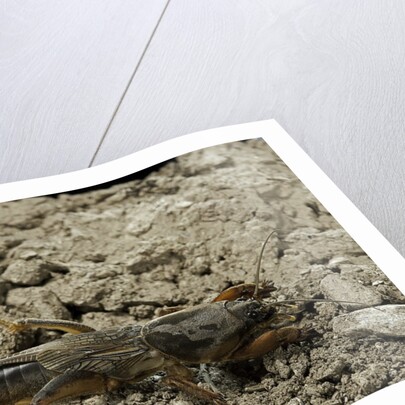 Gryllotalpa gryllotalpa (European mole cricket) by Anonymous
