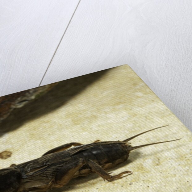 Gryllotalpa gryllotalpa (European mole cricket) by Anonymous