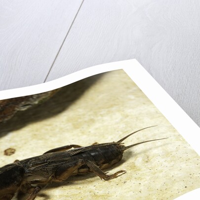 Gryllotalpa gryllotalpa (European mole cricket) by Anonymous