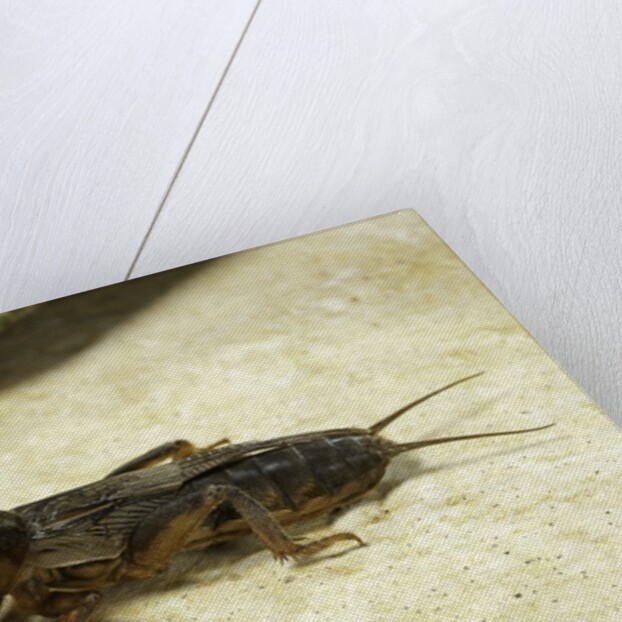 Gryllotalpa gryllotalpa (European mole cricket) by Anonymous