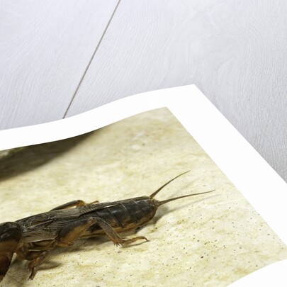 Gryllotalpa gryllotalpa (European mole cricket) by Anonymous
