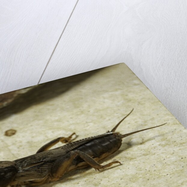 Gryllotalpa gryllotalpa (European mole cricket) by Anonymous