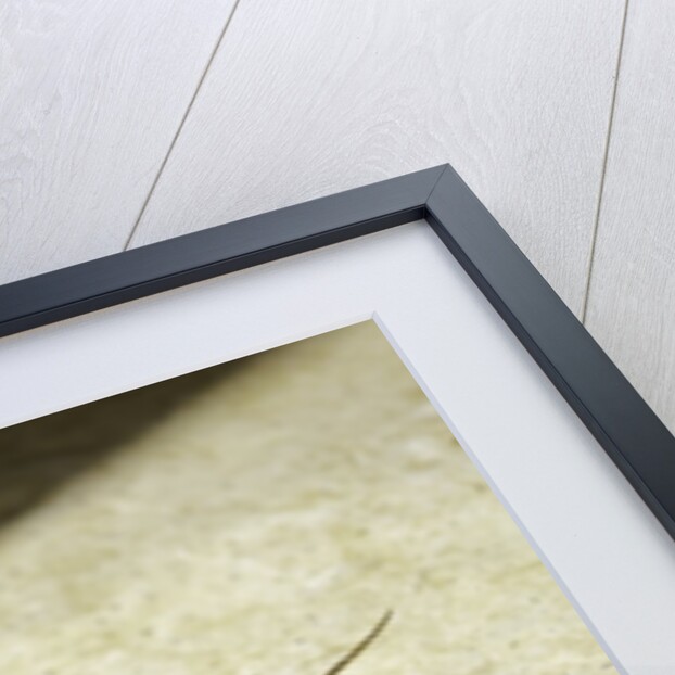 Gryllotalpa gryllotalpa (European mole cricket) by Anonymous