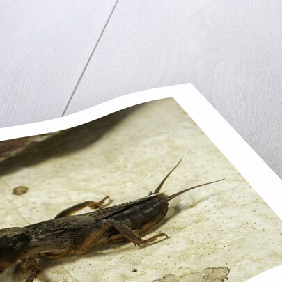 Gryllotalpa gryllotalpa (European mole cricket) by Anonymous