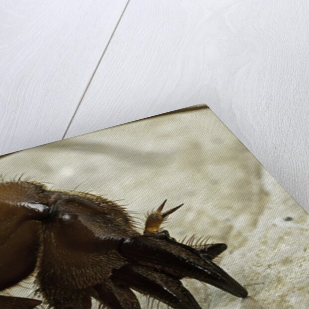 Gryllotalpa gryllotalpa (European mole cricket) - foreleg by Anonymous