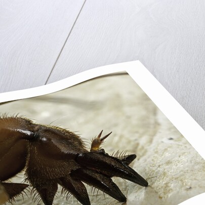 Gryllotalpa gryllotalpa (European mole cricket) - foreleg by Anonymous