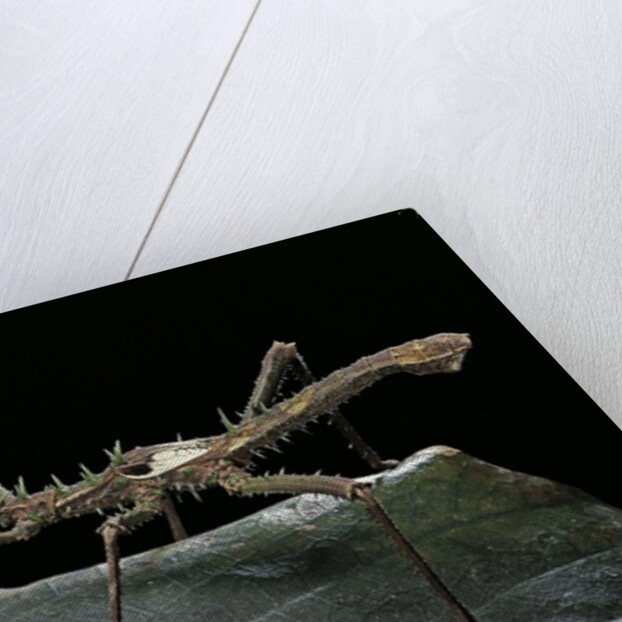 Haaniella grayii (stick insect) by Anonymous