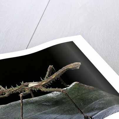 Haaniella grayii (stick insect) by Anonymous