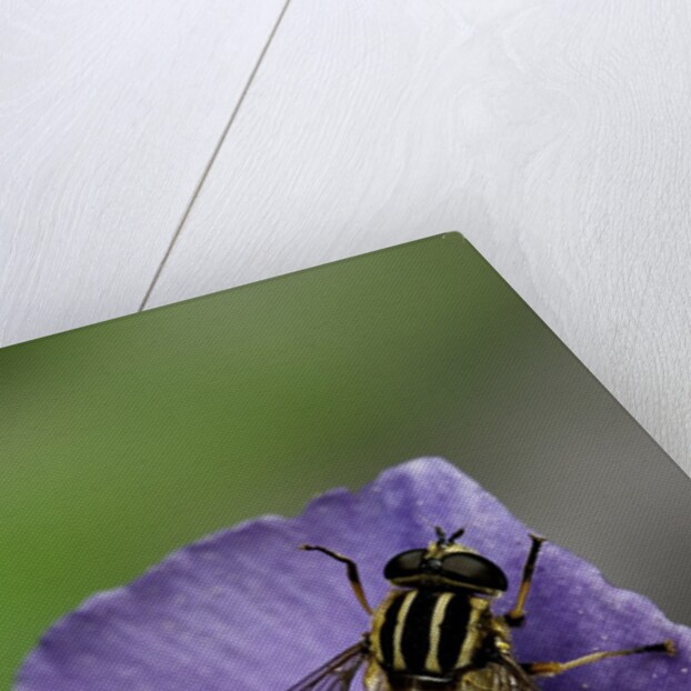 Helophilus pendulus (hoverfly, sun fly) by Anonymous