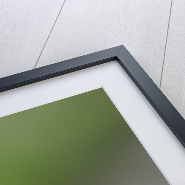 Helophilus pendulus (hoverfly, sun fly) by Anonymous