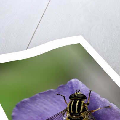 Helophilus pendulus (hoverfly, sun fly) by Anonymous