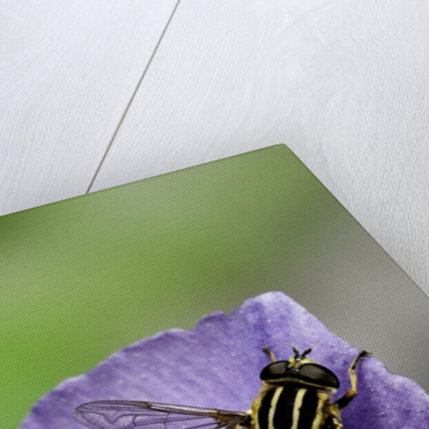 Helophilus pendulus (hoverfly, sun fly) by Anonymous