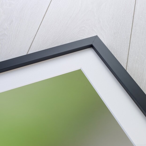 Helophilus pendulus (hoverfly, sun fly) by Anonymous