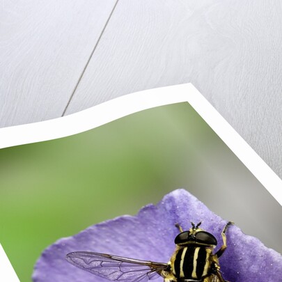 Helophilus pendulus (hoverfly, sun fly) by Anonymous