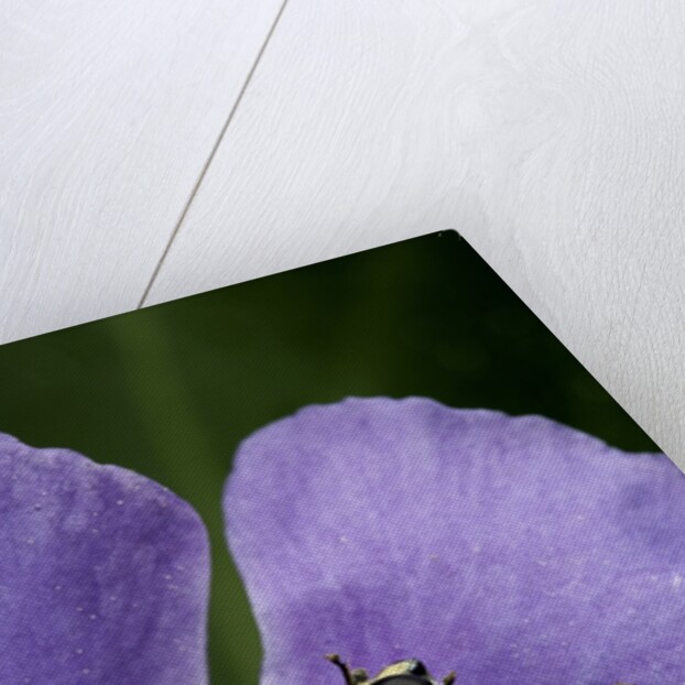 Helophilus pendulus (hoverfly, sun fly) - cleaning itself by Anonymous
