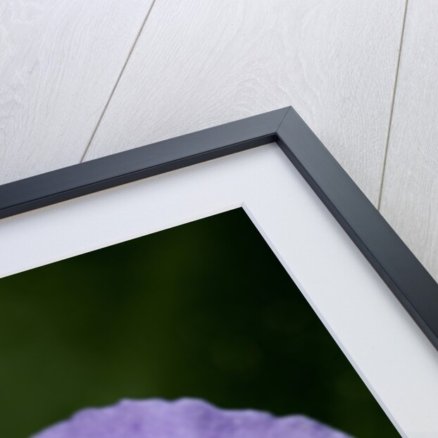 Helophilus pendulus (hoverfly, sun fly) - cleaning itself by Anonymous