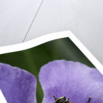 Helophilus pendulus (hoverfly, sun fly) - cleaning itself by Anonymous