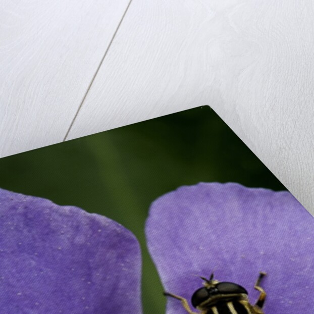 Helophilus pendulus (hoverfly, sun fly) by Anonymous
