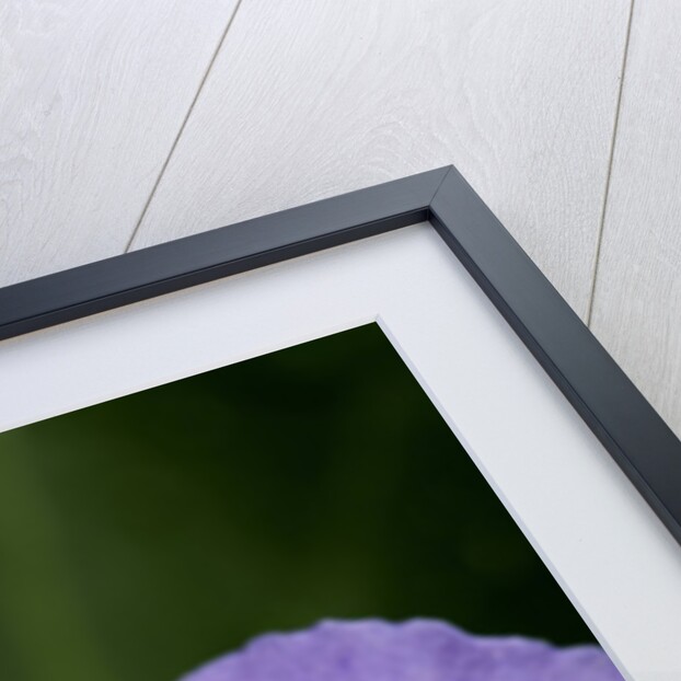 Helophilus pendulus (hoverfly, sun fly) by Anonymous