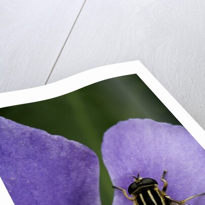 Helophilus pendulus (hoverfly, sun fly) by Anonymous