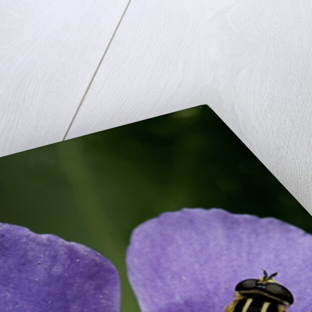 Helophilus pendulus (hoverfly, sun fly) by Anonymous