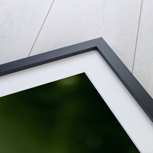 Helophilus pendulus (hoverfly, sun fly) by Anonymous