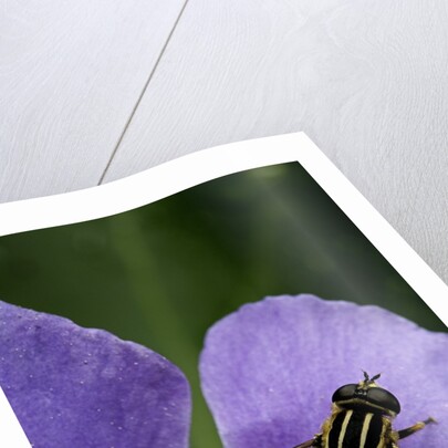 Helophilus pendulus (hoverfly, sun fly) by Anonymous