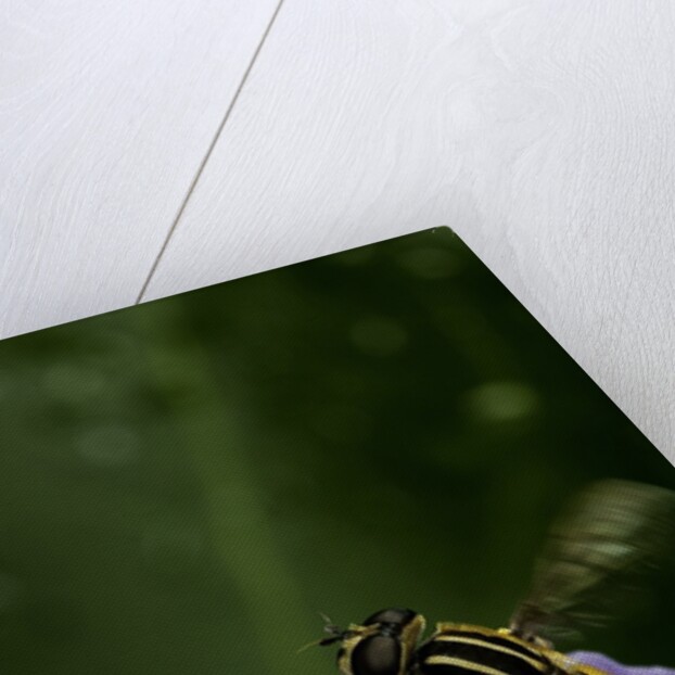 Helophilus pendulus (hoverfly, sun fly) - flying away by Anonymous