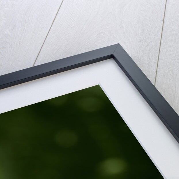 Helophilus pendulus (hoverfly, sun fly) - flying away by Anonymous