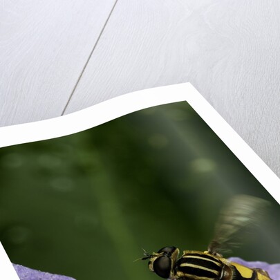 Helophilus pendulus (hoverfly, sun fly) - flying away by Anonymous