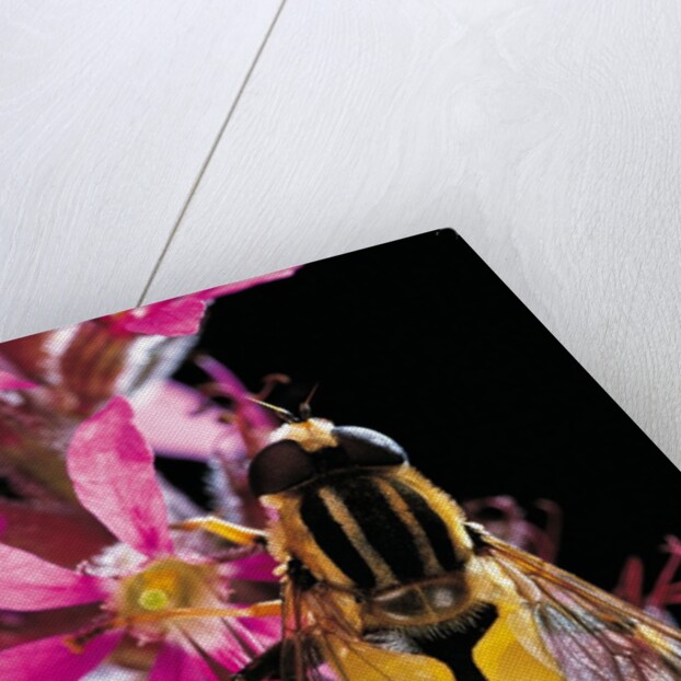 Helophilus pendulus (hoverfly, sun fly) by Anonymous