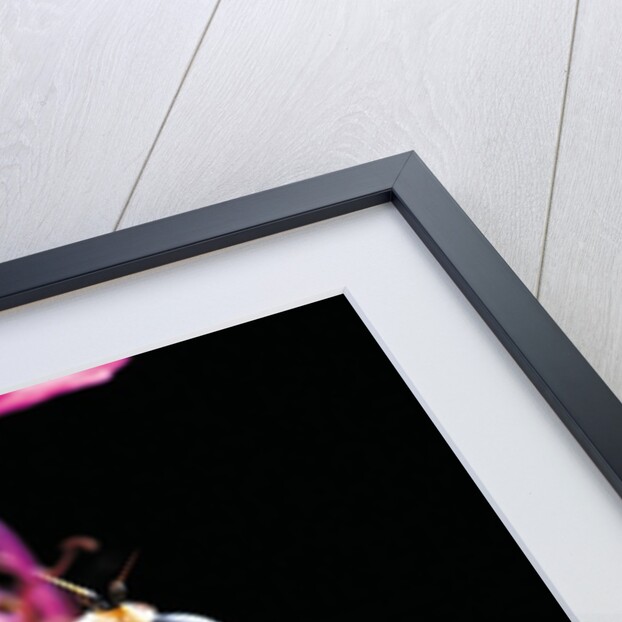 Helophilus pendulus (hoverfly, sun fly) by Anonymous