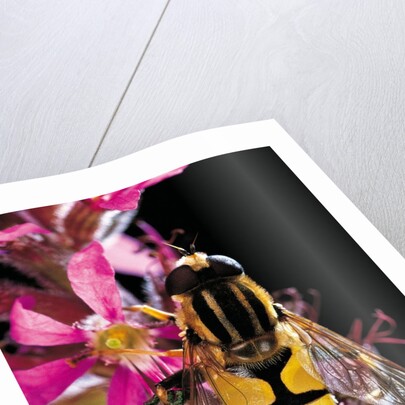 Helophilus pendulus (hoverfly, sun fly) by Anonymous