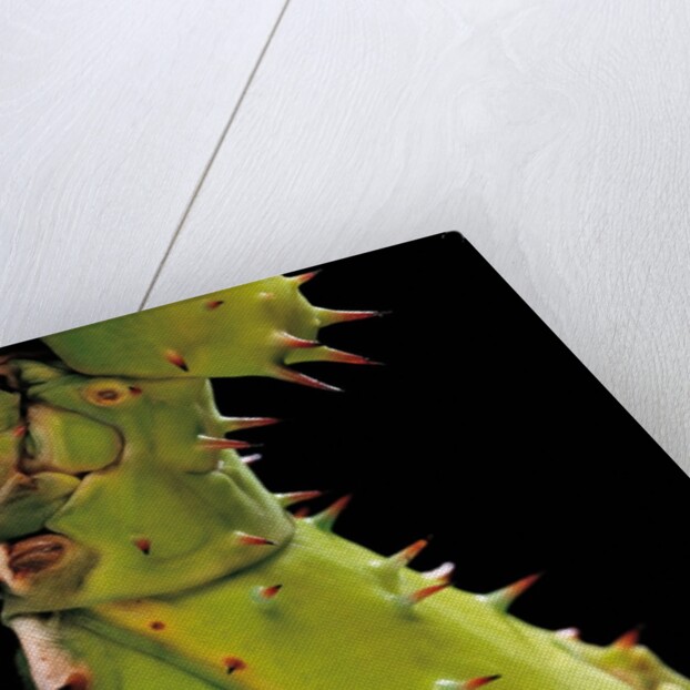 Heteropteryx dilatata (jungle nymph, Malaysian stick insect) - detail by Anonymous