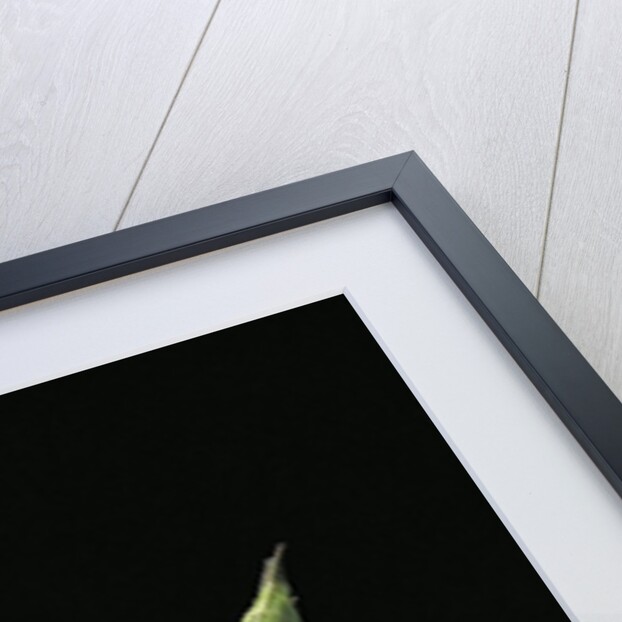 Heteropteryx dilatata (jungle nymph, Malaysian stick insect) by Anonymous