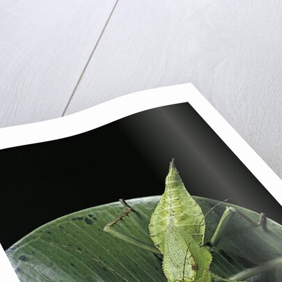 Heteropteryx dilatata (jungle nymph, Malaysian stick insect) by Anonymous