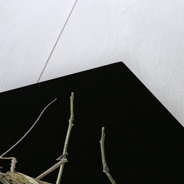 Heteropteryx dilatata (jungle nymph, Malaysian stick insect) - male by Anonymous