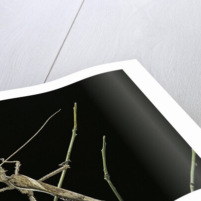 Heteropteryx dilatata (jungle nymph, Malaysian stick insect) - male by Anonymous