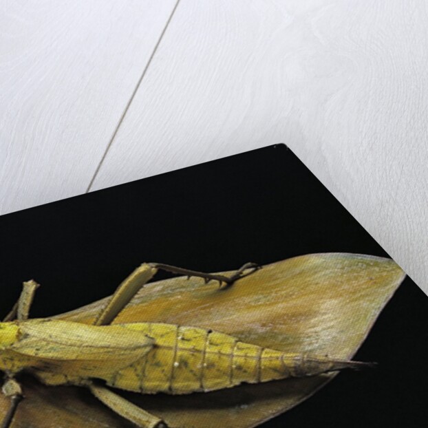 Heteropteryx dilatata (jungle nymph, Malaysian stick insect) by Anonymous