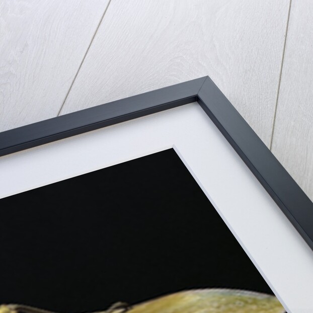 Heteropteryx dilatata (jungle nymph, Malaysian stick insect) by Anonymous