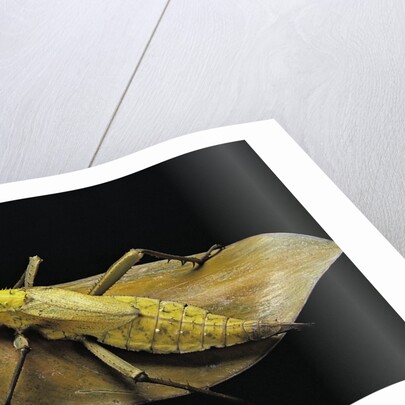 Heteropteryx dilatata (jungle nymph, Malaysian stick insect) by Anonymous