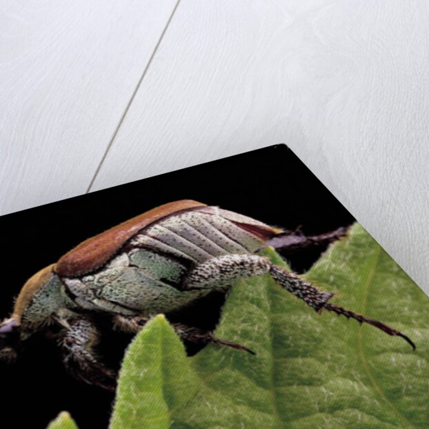 Hoplia coerulea (scarabaeid beetle) - female by Anonymous