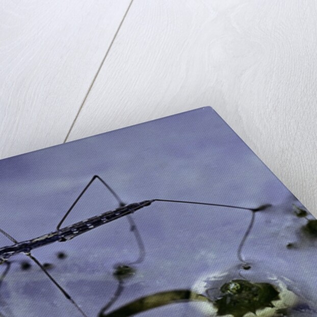 Hydrometra stagnorum (aquatic bug) by Anonymous