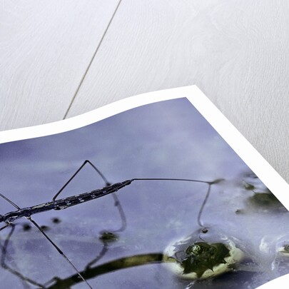 Hydrometra stagnorum (aquatic bug) by Anonymous