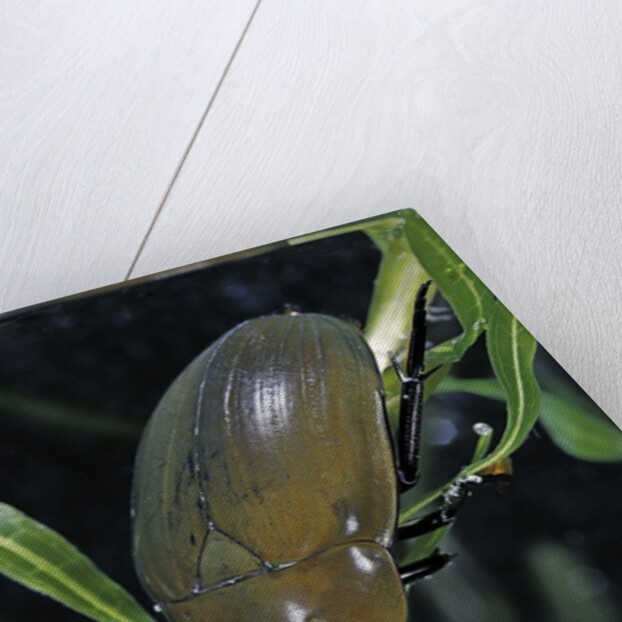 Hydrophilus piceus (great silver water beetle) by Anonymous