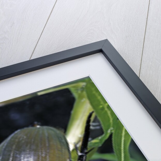 Hydrophilus piceus (great silver water beetle) by Anonymous