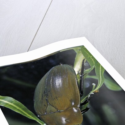 Hydrophilus piceus (great silver water beetle) by Anonymous