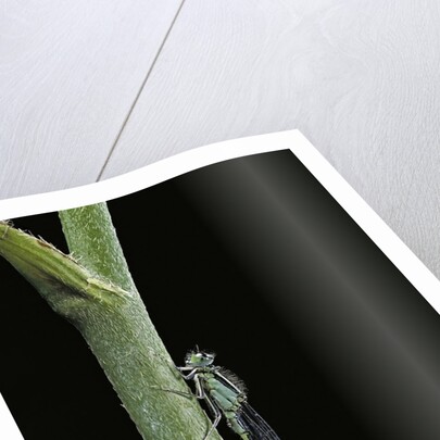 Ischnura elegans (blue-tailed damselfly) by Anonymous